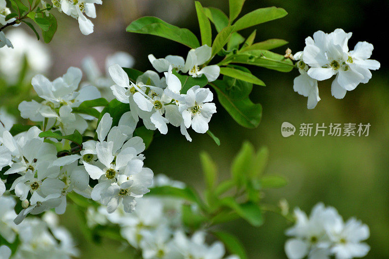 总状外索草/普通珍珠灌木/珍珠灌木:早春耀眼的白花展示